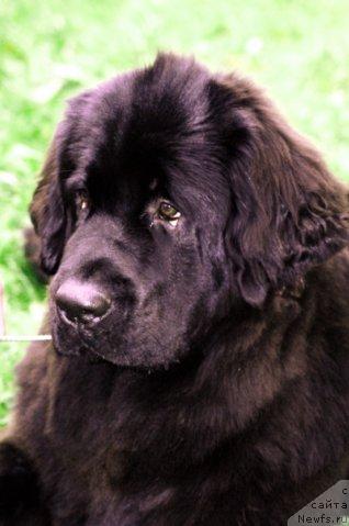 Фото: ньюфаундленд Toptyijka Siyanie ot Aysberga (Топтыжка Сияние от Айсберга)