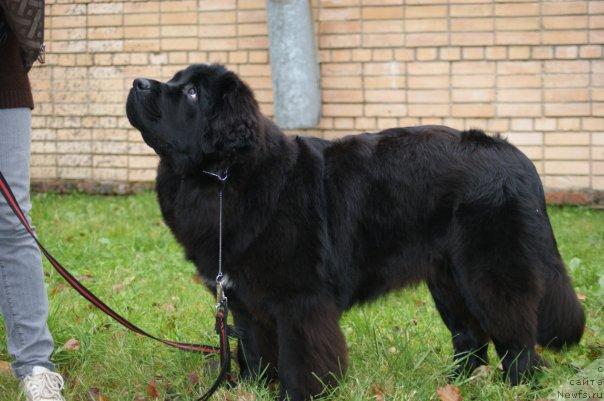 Фото: ньюфаундленд Toptyijka Siyanie ot Aysberga (Топтыжка Сияние от Айсберга)