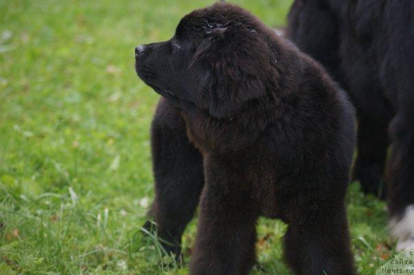 Фото: Сент Джонс Сьюзи Кватро