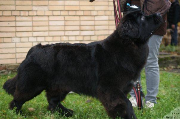 Фото: ньюфаундленд Toptyijka Siyanie ot Aysberga (Топтыжка Сияние от Айсберга)