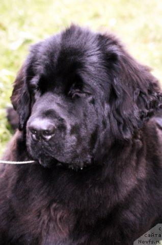 Фото: ньюфаундленд Toptyijka Siyanie ot Aysberga (Топтыжка Сияние от Айсберга)