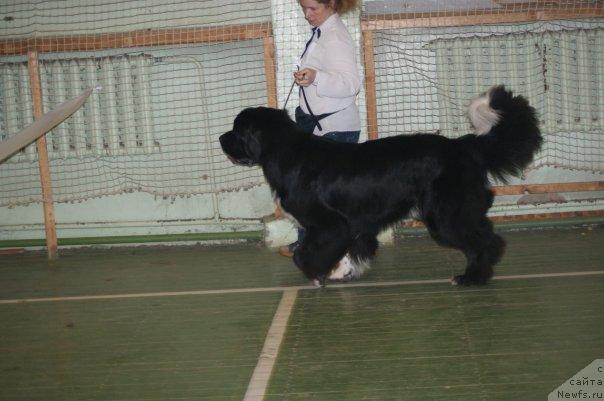 Фото: ньюфаундленд Piternyuf Zhit' Horosho (Питерньюф Жить Хорошо)