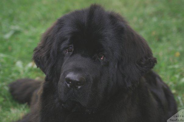 Фото: ньюфаундленд Toptyijka Siyanie ot Aysberga (Топтыжка Сияние от Айсберга)