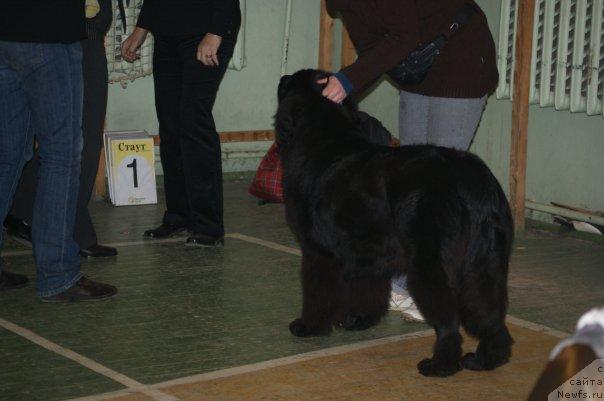 Фото: ньюфаундленд Toptyijka Siyanie ot Aysberga (Топтыжка Сияние от Айсберга)
