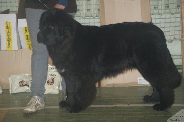 Фото: ньюфаундленд Toptyijka Siyanie ot Aysberga (Топтыжка Сияние от Айсберга)