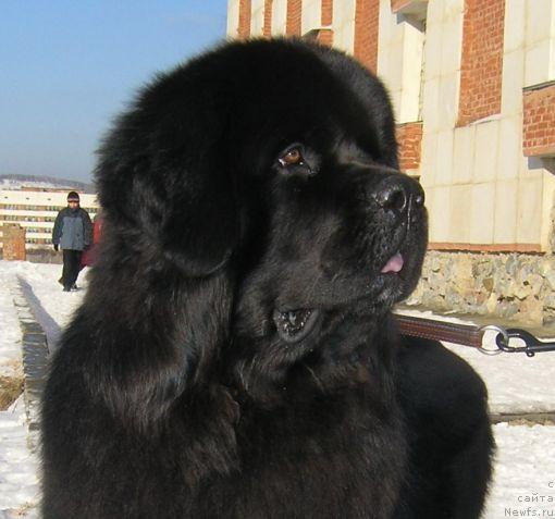 Фото: ньюфаундленд Obush SHed YUkotan Zolotoy Ruchey (Обуш Шед Юкотан Золотой Ручей)