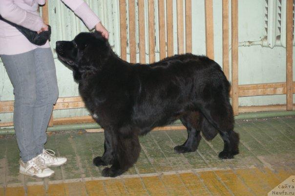 Фото: ньюфаундленд Toptyijka Siyanie ot Aysberga (Топтыжка Сияние от Айсберга)