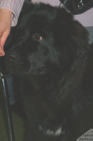 Фото: ньюфаундленд Toptyijka Siyanie ot Aysberga (Топтыжка Сияние от Айсберга)