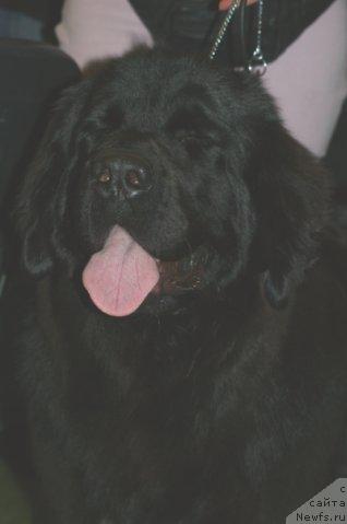 Фото: ньюфаундленд Toptyijka Siyanie ot Aysberga (Топтыжка Сияние от Айсберга)