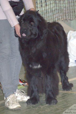 Фото: ньюфаундленд Toptyijka Siyanie ot Aysberga (Топтыжка Сияние от Айсберга)