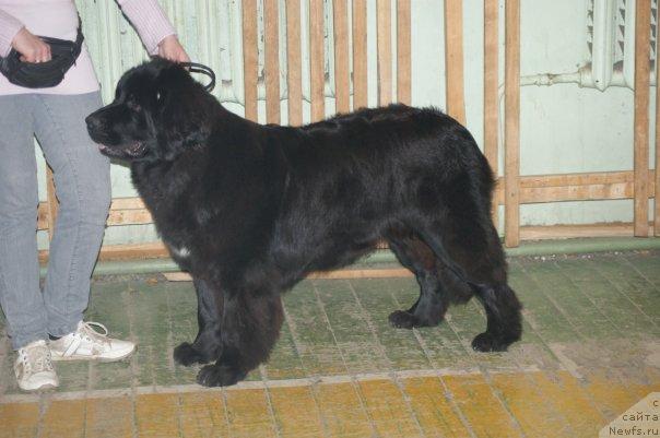 Фото: ньюфаундленд Toptyijka Siyanie ot Aysberga (Топтыжка Сияние от Айсберга), Mariya Lapina (Мария Лапина)