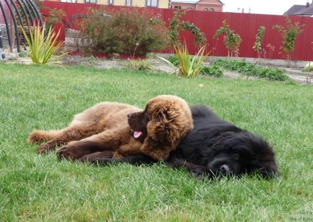 Фото: ньюфаундленд Rafayella Brillians CHernaya Jemchujina (Рафаэлла Бриллианс Черная Жемчужина), Арабелла Статная Мулатка.