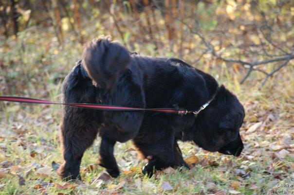 Фото: ньюфаундленд Toptyijka Siyanie ot Aysberga (Топтыжка Сияние от Айсберга)