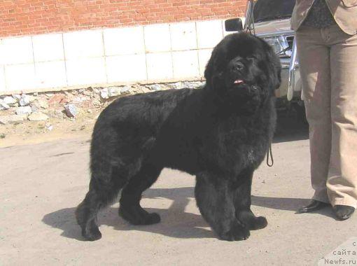 Фото: ньюфаундленд Obush SHed YUkotan Zolotoy Ruchey (Обуш Шед Юкотан Золотой Ручей)