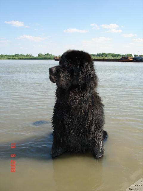 Фото: ньюфаундленд Russkaya Krasavica ot Marleon Dusvik (Русская Красавица от Марлеон Дусвик)