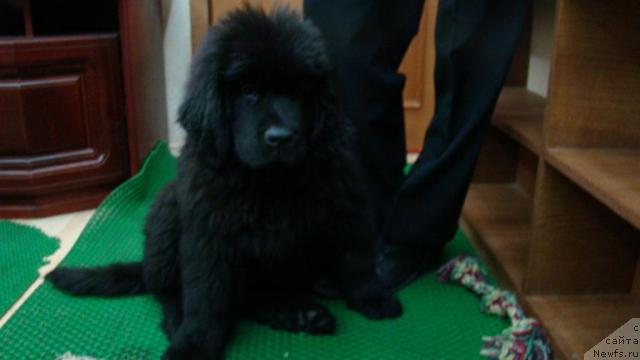 Фото: Сент Джонс Тендер Кисс оф Элли.