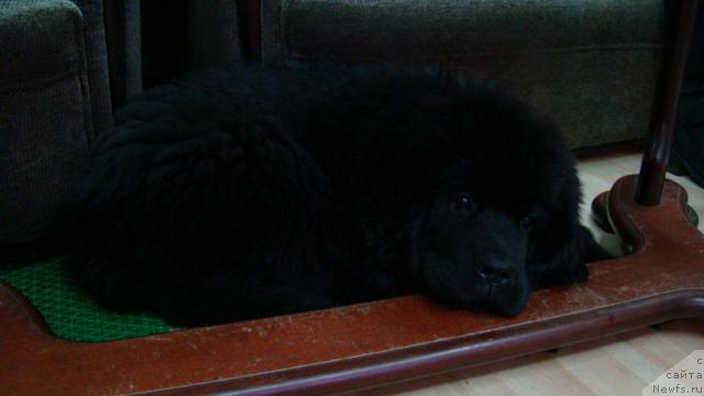 Фото: Сент Джонс Тендер Кисс оф Элли.