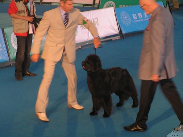 Фото: ньюфаундленд Interio Souri iz Medvejyego Yara (Интерио Соури из Медвежьего Яра)