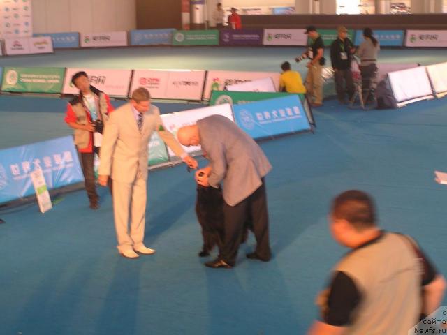 Фото: ньюфаундленд Interio Souri iz Medvejyego Yara (Интерио Соури из Медвежьего Яра)