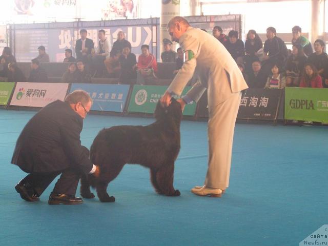 Фото: ньюфаундленд Interio Souri iz Medvejyego Yara (Интерио Соури из Медвежьего Яра), YUriy Rahtienko (Юрий Рахтиенко)
