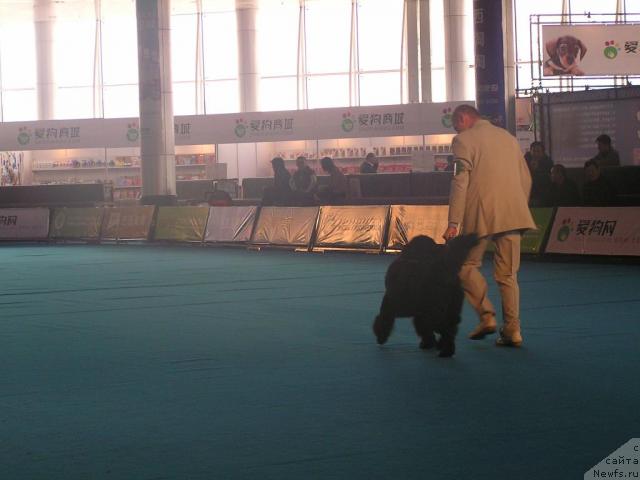 Фото: ньюфаундленд Interio Souri iz Medvejyego Yara (Интерио Соури из Медвежьего Яра), YUriy Rahtienko (Юрий Рахтиенко)