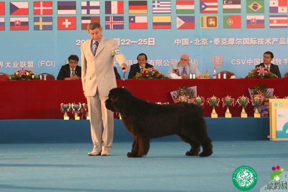 Фото: ньюфаундленд Ego Vysochestvo ot Sibirskogo Medvedja (Его Высочество от Сибирского Медведя)