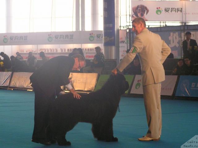 Фото: ньюфаундленд Ego Vysochestvo ot Sibirskogo Medvedja (Его Высочество от Сибирского Медведя)