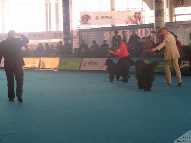 Фото: ньюфаундленд Interio Souri iz Medvejyego Yara (Интерио Соури из Медвежьего Яра), ньюфаундленд Ego Vysochestvo ot Sibirskogo Medvedja (Его Высочество от Сибирского Медведя)