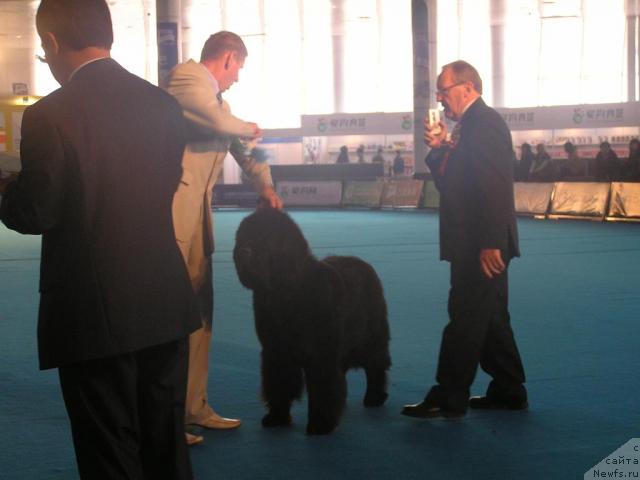Фото: ньюфаундленд Ego Vysochestvo ot Sibirskogo Medvedja (Его Высочество от Сибирского Медведя)
