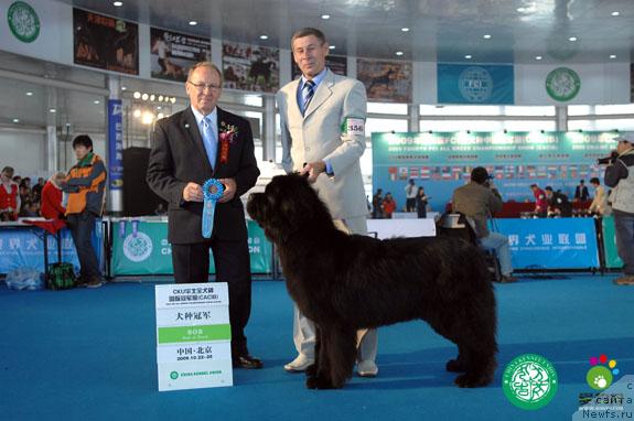 Фото: YUriy Rahtienko (Юрий Рахтиенко), ньюфаундленд Ego Vysochestvo ot Sibirskogo Medvedja (Его Высочество от Сибирского Медведя)