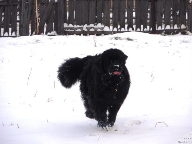 Фото: ньюфаундленд Feliciya (Фелиция)