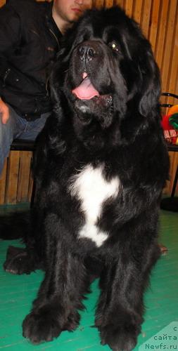 Фото: ньюфаундленд Hariton Parming von Schonbuhl, Aleksandr Tomilov (Александр Томилов)