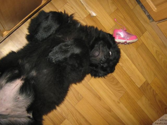 Фото: ньюфаундленд Потап Юкси