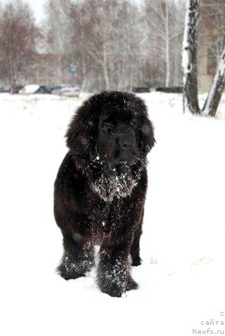 Фото: ньюфаундленд Formula Lyubvi ot Sibirskogo Medvedya (Формула Любви от Сибирского Медведя)