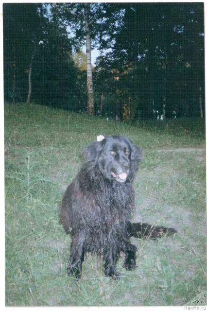 Фото: ньюфаундленд Jannet Zegyurem (Жаннет Зегюрем)
