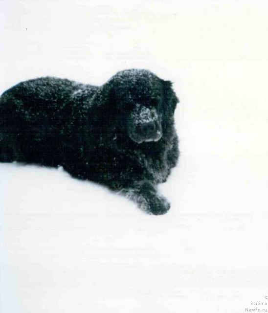 Фото: ньюфаундленд Jannet Zegyurem (Жаннет Зегюрем)