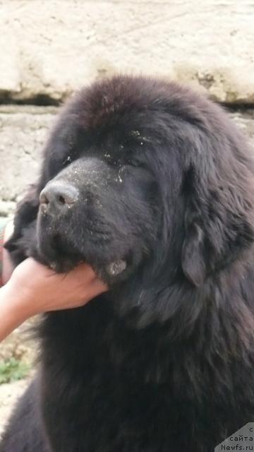 Фото: ньюфаундленд Midnight Lady's All You Need (Midnight Lady's All You Need)