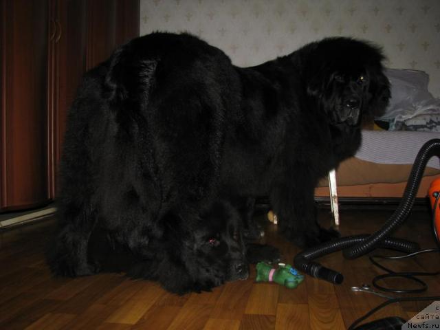 Фото: ньюфаундленд Nort Fyeys Lavanda (Норт Фэйс Лаванда), ньюфаундленд Sangriya (Сангрия)