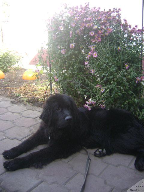 Фото: ньюфаундленд Londonskiy Dendi (Лондонский Денди), ньюфаундленд Londonskiy Dendi (Лондонский Денди)