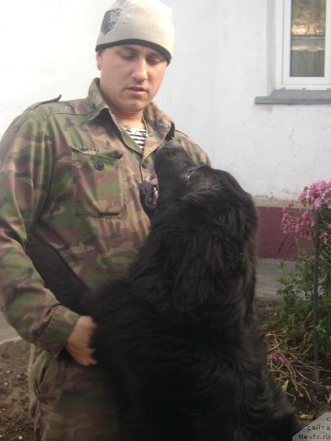 Фото: ньюфаундленд Londonskiy Dendi (Лондонский Денди), Maksim Poltarak (Максим Полтарак)