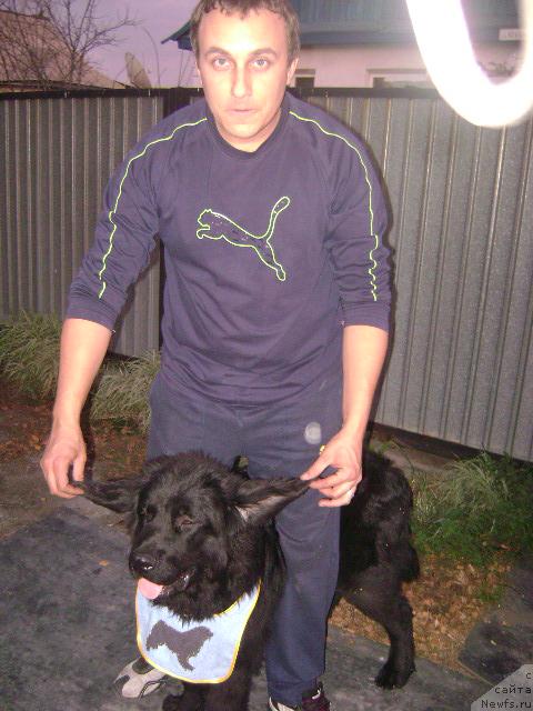 Фото: ньюфаундленд Londonskiy Dendi (Лондонский Денди), Maksim Poltarak (Максим Полтарак)