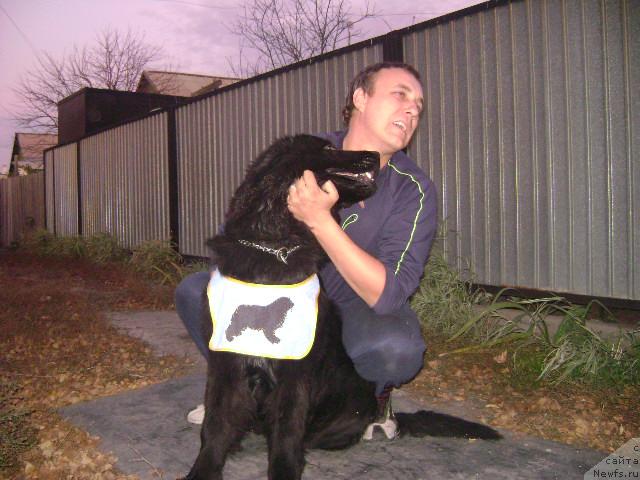 Фото: ньюфаундленд Londonskiy Dendi (Лондонский Денди), Maksim Poltarak (Максим Полтарак)