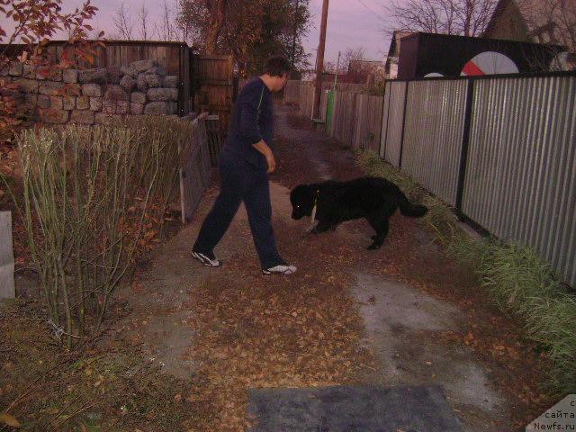 Фото: ньюфаундленд Londonskiy Dendi (Лондонский Денди), Maksim Poltarak (Максим Полтарак)