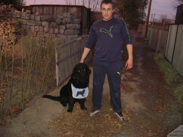 Фото: ньюфаундленд Londonskiy Dendi (Лондонский Денди), Maksim Poltarak (Максим Полтарак)