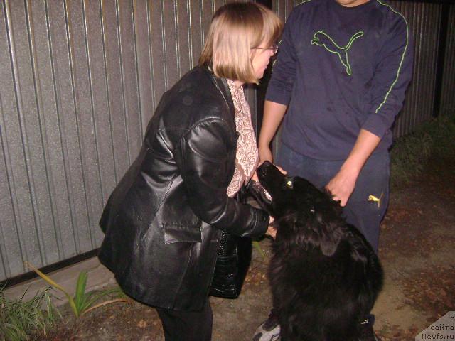 Фото: ньюфаундленд Londonskiy Dendi (Лондонский Денди), Maksim Poltarak (Максим Полтарак)