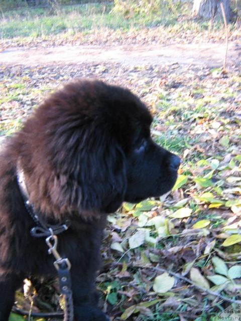 Фото: ньюфаундленд Потап Юкси