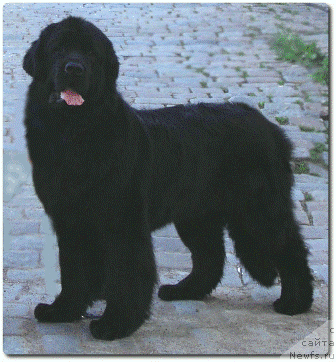 Фото: ньюфаундленд Arh B'yuti Oksi Svet (Арх Бьюти Окси Свет)