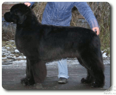 Фото: ньюфаундленд Plushevaya Panda Iskryaschiysya Calipso (Плюшевая Панда Искрящийся Калипсо)