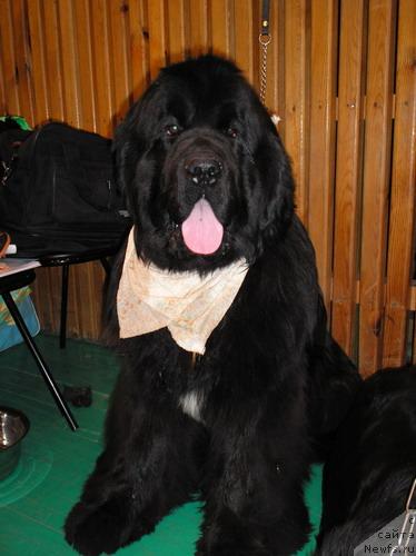 Фото: ньюфаундленд Shipman from Big Lake (Шипмэн фром Биг Лейк)