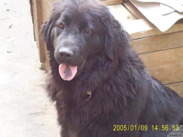 Фото: ньюфаундленд Vasilisa (Василиса)